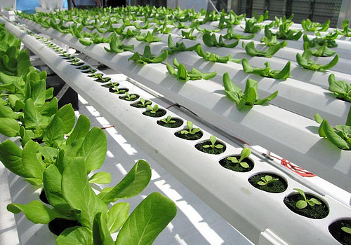 Bright Farms Hydroponic System