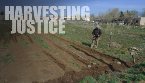 harvesting justice