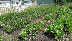 Chicago Sells Vacant Lots