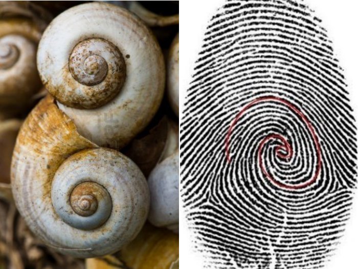 fibonacci in nature art