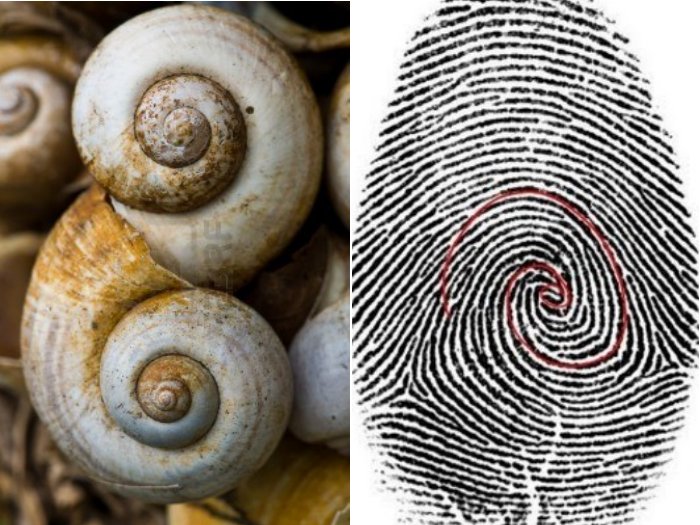 Tæl op ensom Bevægelig The Fibonacci Sequence in Nature • Insteading