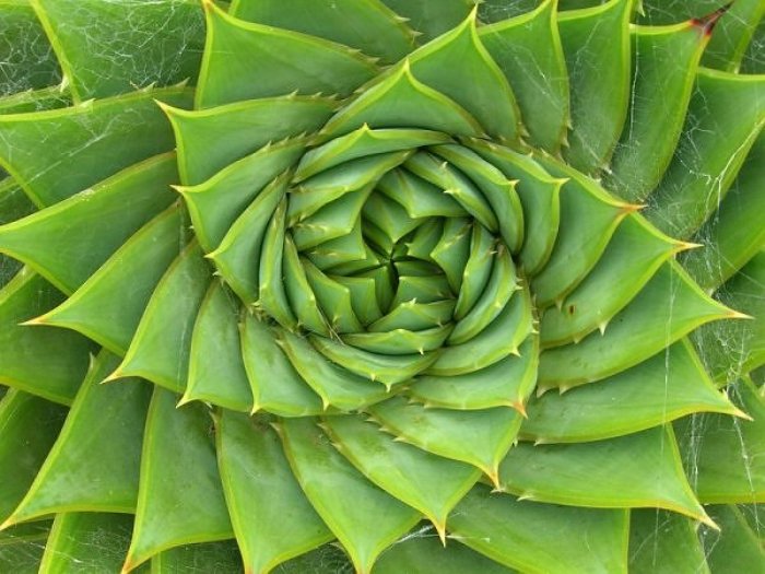 fibonacci in nature art