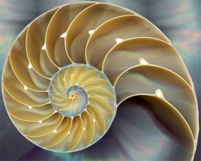 The Fibonacci Sequence In Nature Insteading