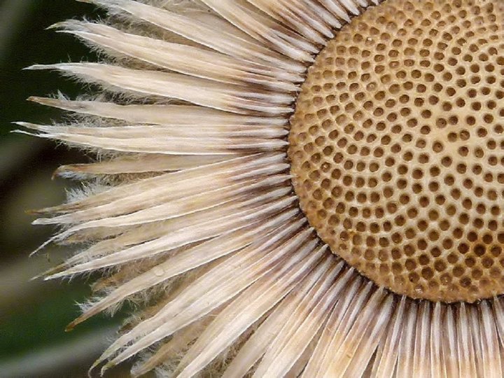 fibonacci in nature