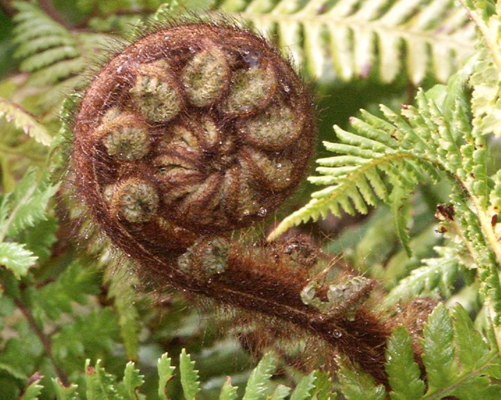 fibonacci in nature