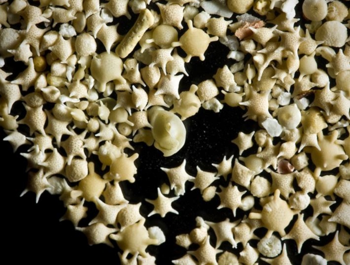 Sand Magnified Insteading