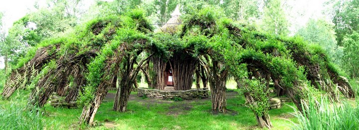 willow structure