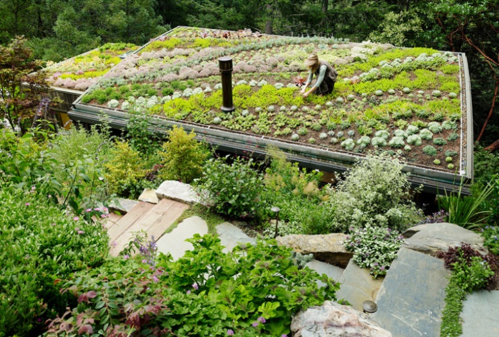 green roof on home