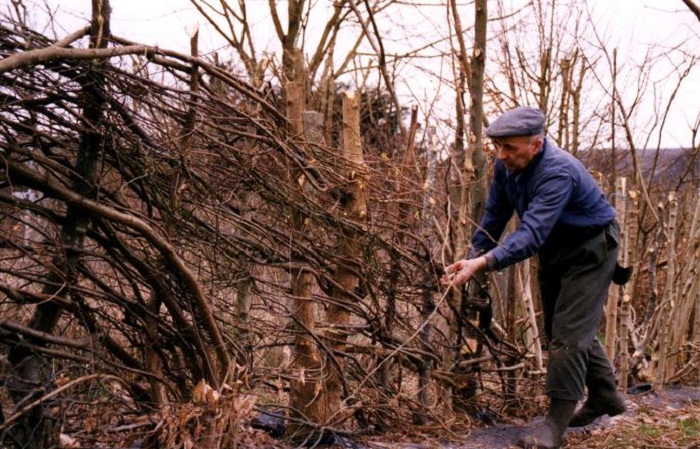 hedge laying