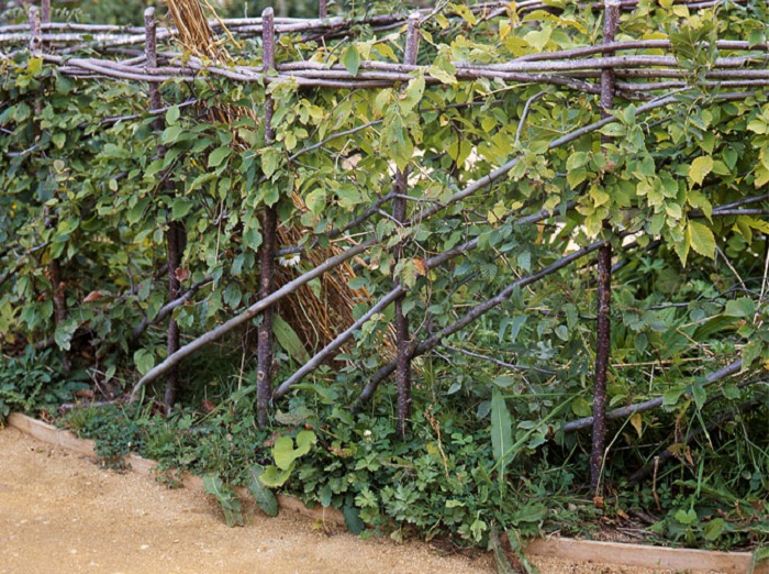 hedge laying