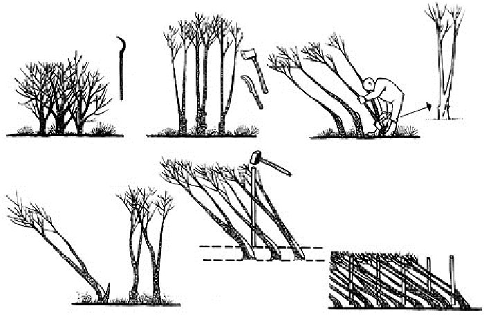 hedge laying