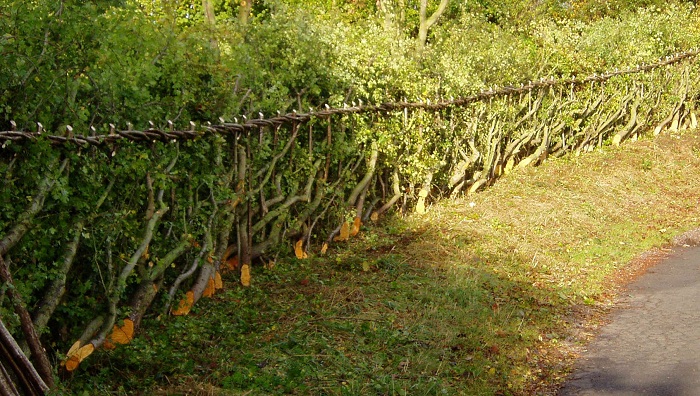 hedge laying