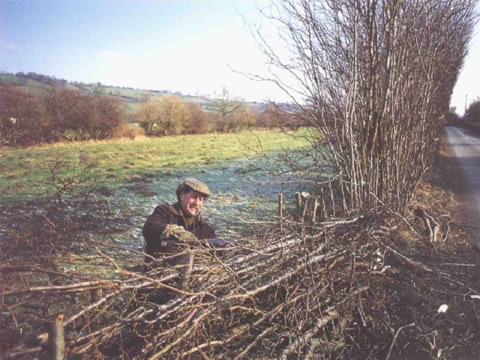 hedge laying