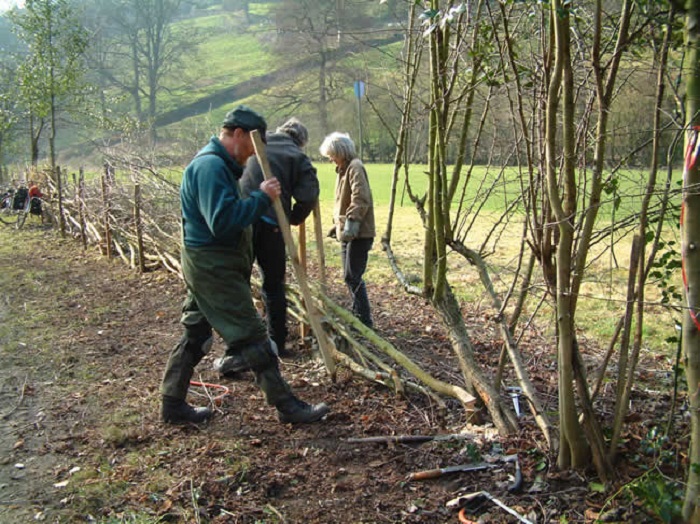 hedge laying