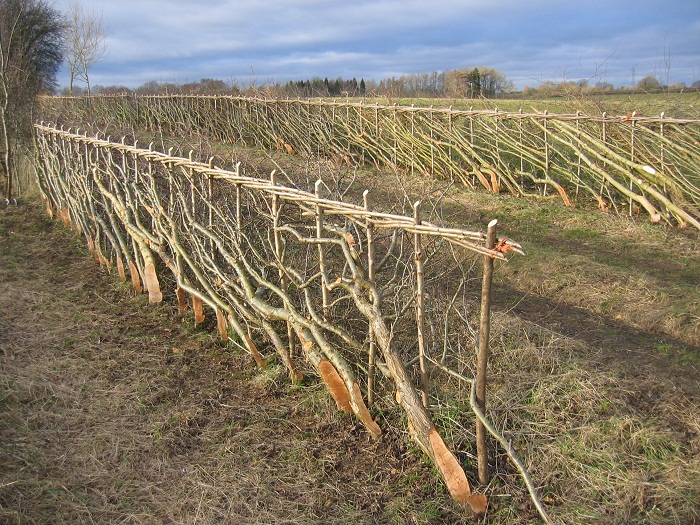 hedge laying