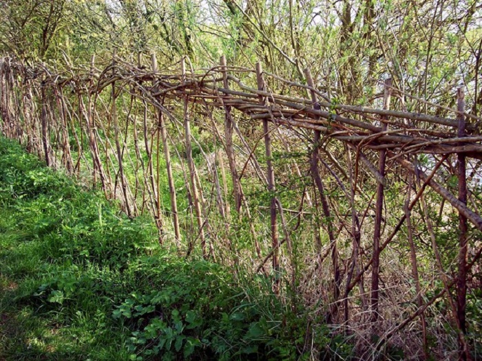 hedge laying