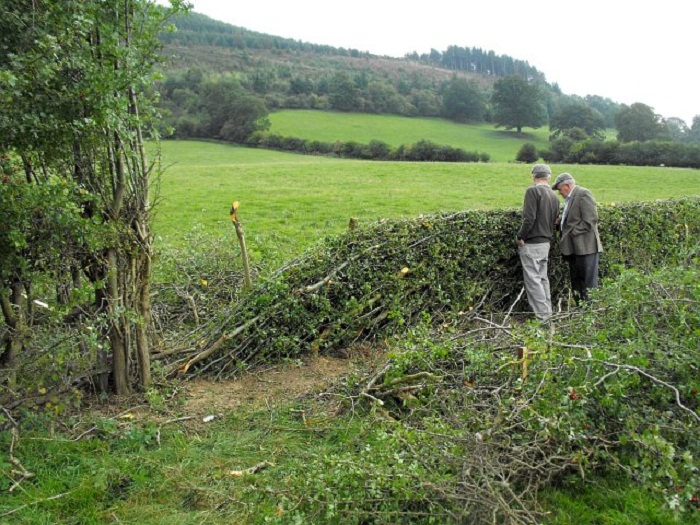 hedge laying