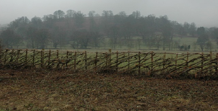 hedge laying