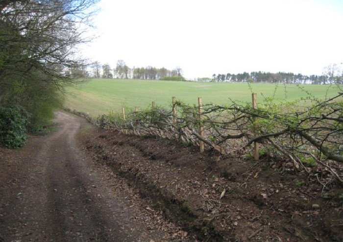 hedge laying