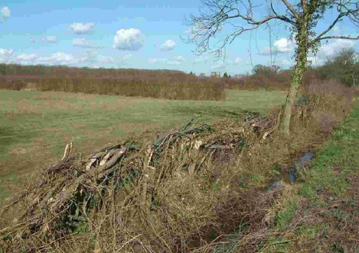 hedge laying
