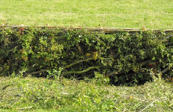 hedge laying