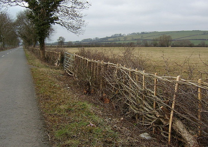 hedge laying