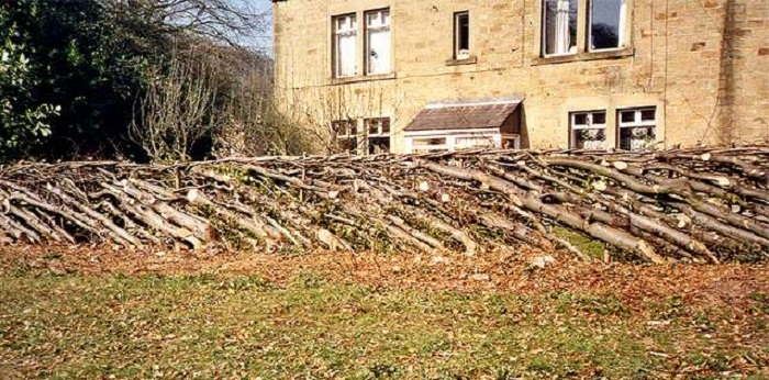 hedge laying