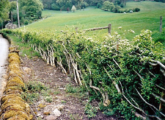 hedge laying