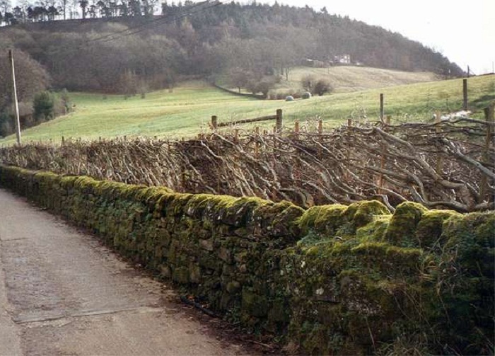 hedge laying