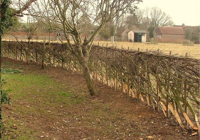 hedge laying