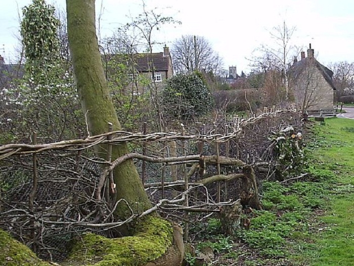 hedge laying