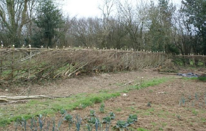 hedge laying