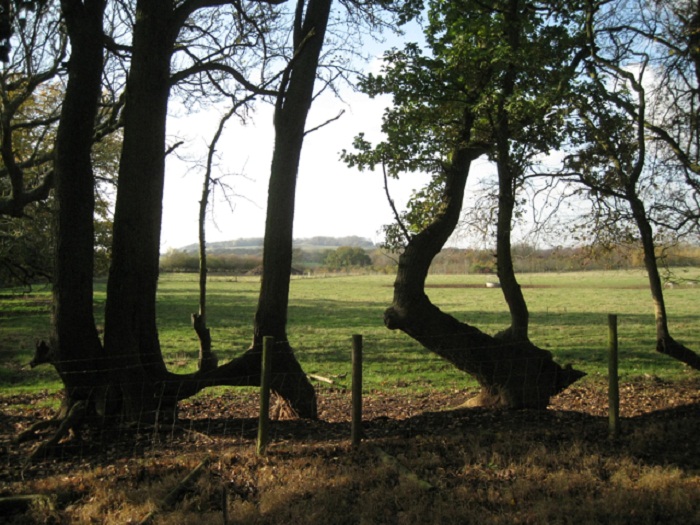 hedge laying