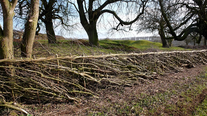 hedge laying