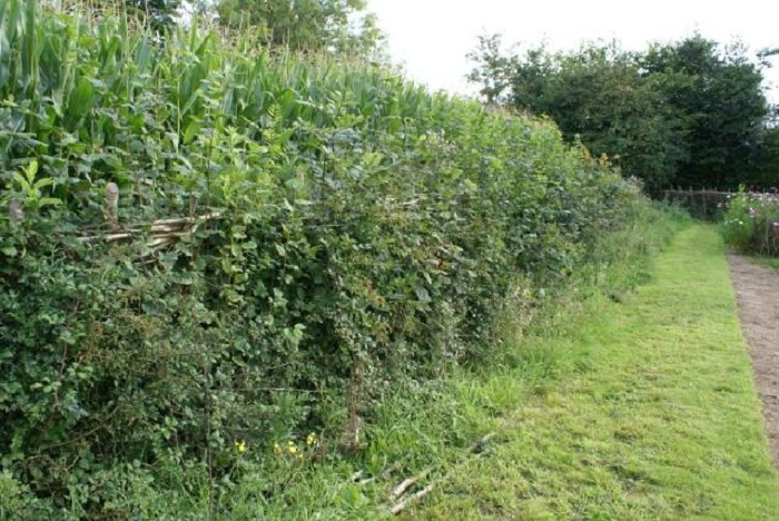 laid hedge