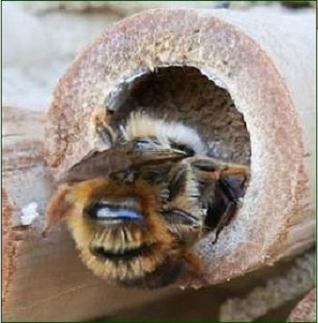 insect hotel