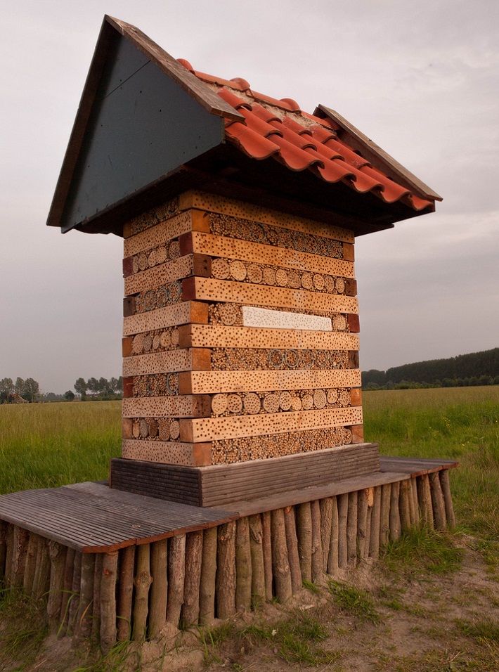 insect habitat