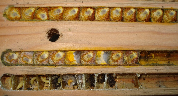 solitary bee cells