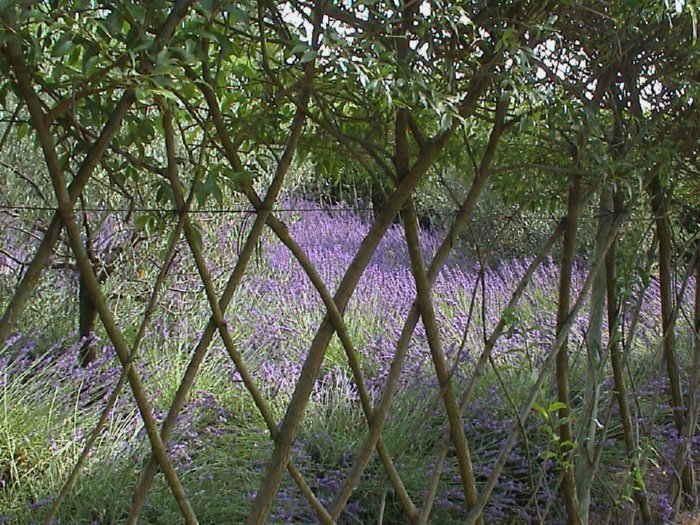 living willow hedge