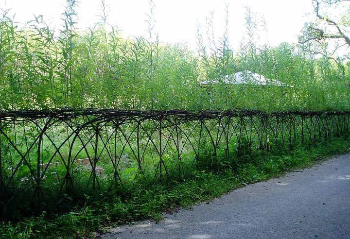 living willow hedge