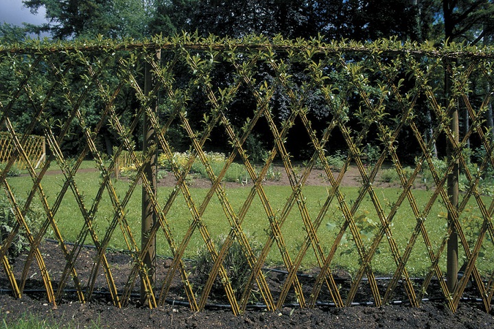 living willow hedge