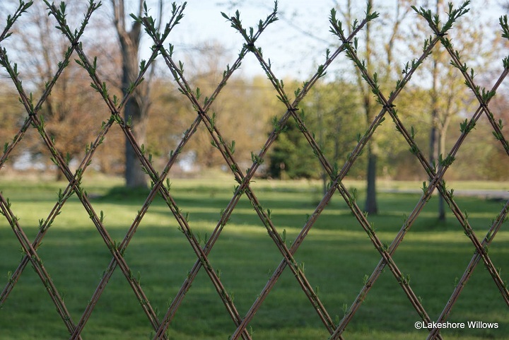 living willow hedge