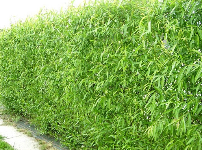 living willow hedge