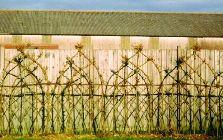 living willow hedge