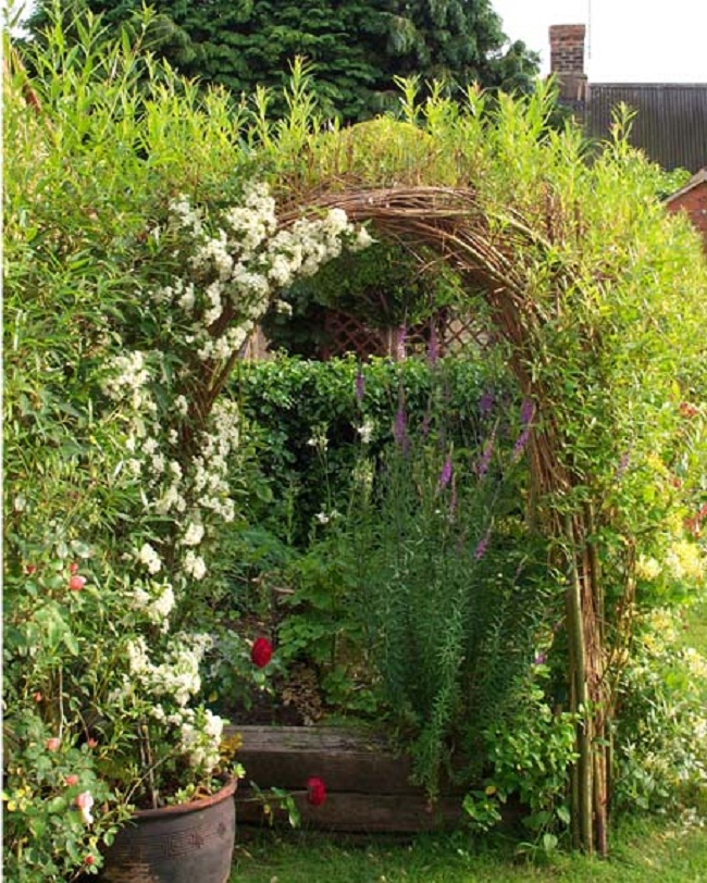 living willow hedge