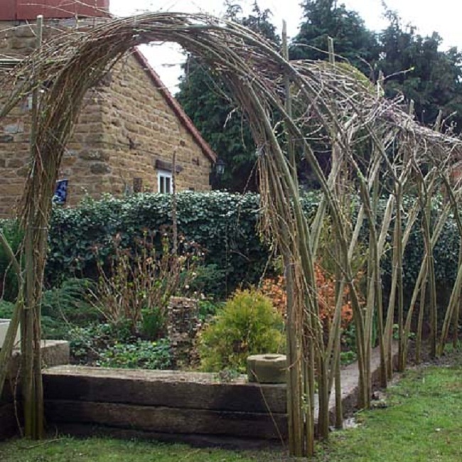 living willow hedge