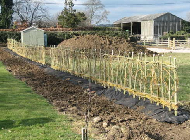 living willow hedge