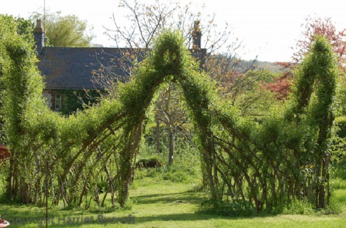 living willow hedge