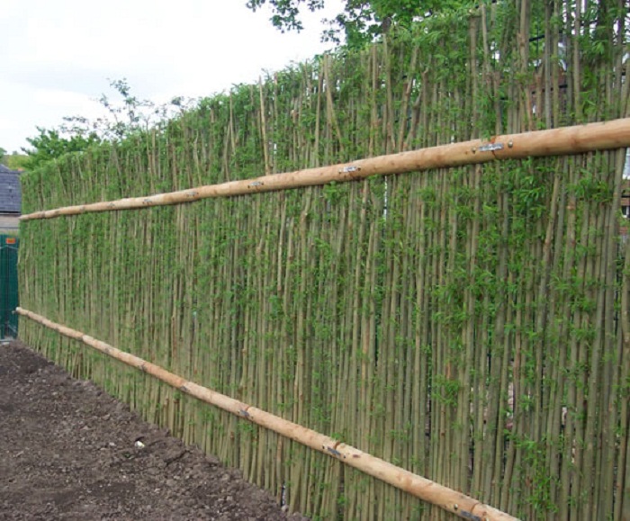 living willow hedge