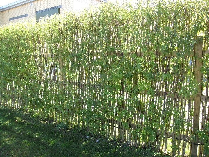 living willow hedge